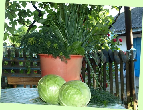 зелень зелень