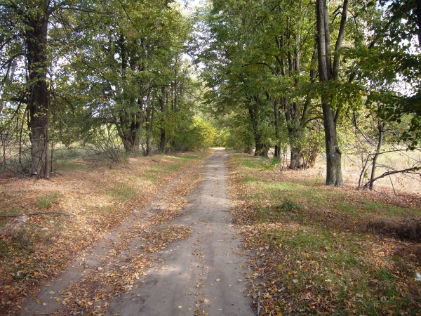 Осенняя дорога Осенняя дорога