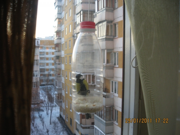 синичка синичка
