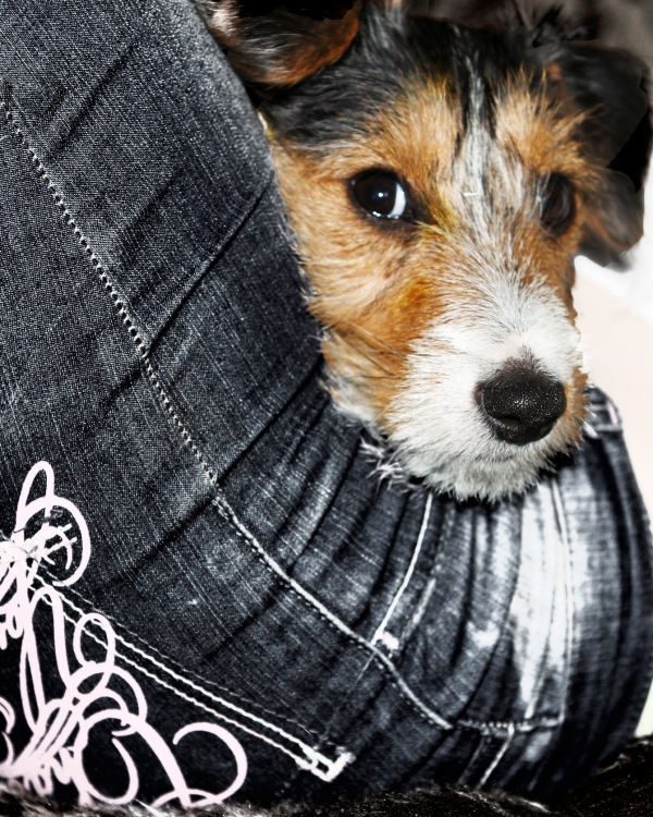 джек рассел