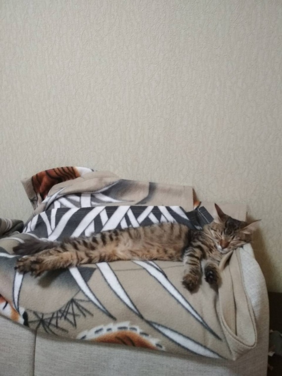 кошь кошь