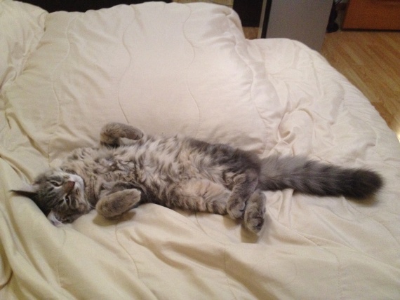 А вот и мой котейка