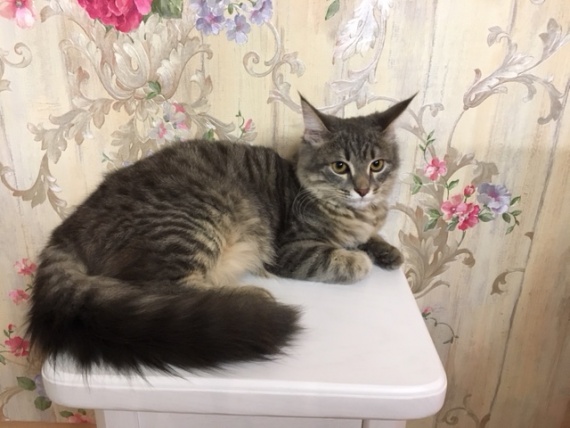 А это мой котик забрался на табуретку, спасаясь от пылесоса А это мой котик забрался на табуретку, спасаясь от пылесоса